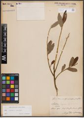Foto von Salix caprea L. x Salix viminalis L.